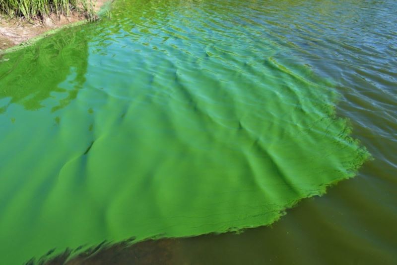 Phèn xanh thường được dùng để giảm bớt số lượng vi khuẩn gây hại cho tôm cá trong hồ